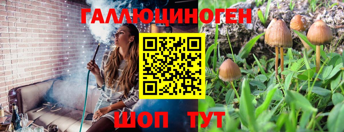 Галлюциногенные грибы Psilocybe Камышин